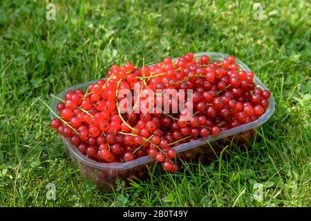 northern red currant (Ribes rubrum 'Heinemann's Rote Spaetlese', Ribes rubrum Heinemann's Rote Spaetlese), cultivar Heinemann's Rote Spaetlese Stock Photo