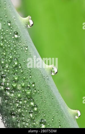Aloe Vera Plant and Water Drops Stock Photo