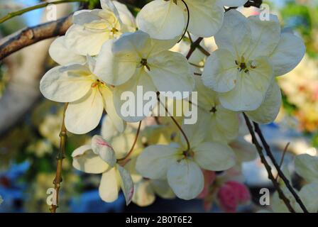 Beautiful bouquet of light yellow rainbow shower flowers - Stock Photo
