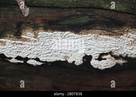 Antrodia xantha, known as Yellow Porecrust, wild mushroom from from Finland Stock Photo