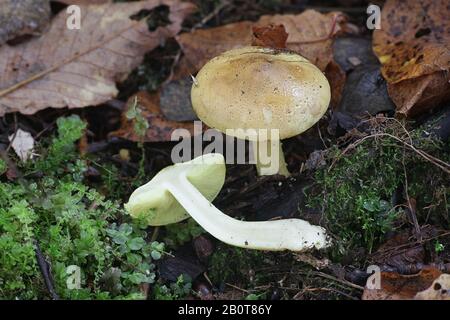 Tricholoma frondosae (Tricholoma equestre var. populinum), known as man on horseback or yellow knight, wild fungus from Finland Stock Photo