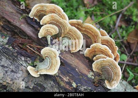 Stereum subtomentosum, known as the Yellowing Curtain Crust, wild fungus from Finland Stock Photo