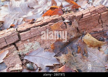 Brown-rot fungus breaking down hemicellulose and cellulose and displaying the typical cubical fracture Stock Photo