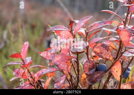 Bog bilberry twigs with reddish leaves in autumn