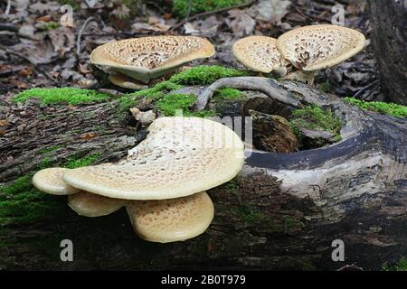 Cerioporus squamosus ( syn. Polyporus squamosus), is a basidiomycete bracket fungus, with common names including dryad's saddle and pheasant's back mu Stock Photo