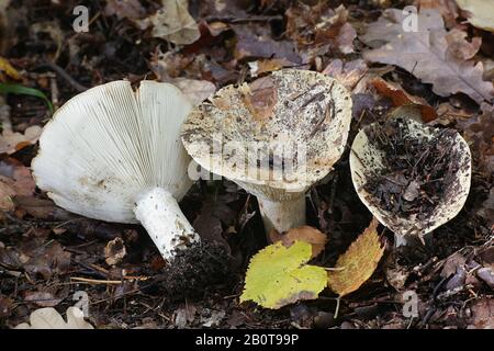 Russula delica, known as the milk-white brittlegill, wild mushroom from Finland Stock Photo