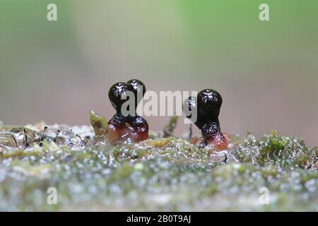 Trichia botrytis, a slime mold of the family Trichiaceae, specimen from Finland Stock Photo