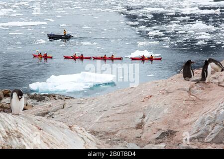 Gentoo Penguins nesting on Peterman Island near the Lemaire channel, Graham Land, Antarctica with tourists from an expedition cruise ship sea kayaking