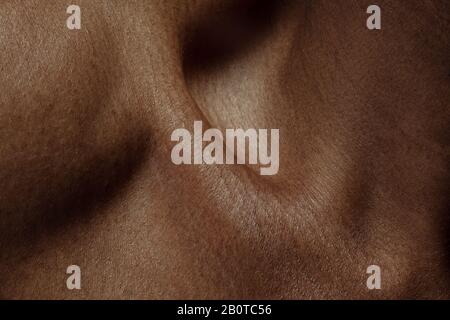Collarbones. Detailed texture of human skin. Close up shot of young ...