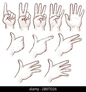The Various Proportions Of Human Hand and Fingers  Drawing Hands