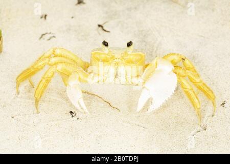 caranguejo maria-farinha (Ocypode quadrata), Crab, Canavieiras, Bahia, Brazil Stock Photo