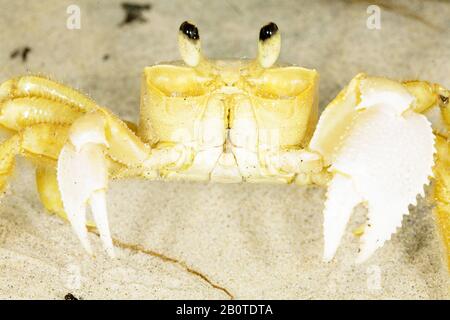 caranguejo maria-farinha (Ocypode quadrata), Crab, Canavieiras, Bahia, Brazil Stock Photo