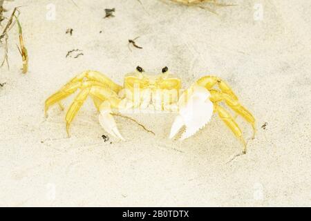 caranguejo maria-farinha (Ocypode quadrata), Crab, Canavieiras, Bahia, Brazil Stock Photo