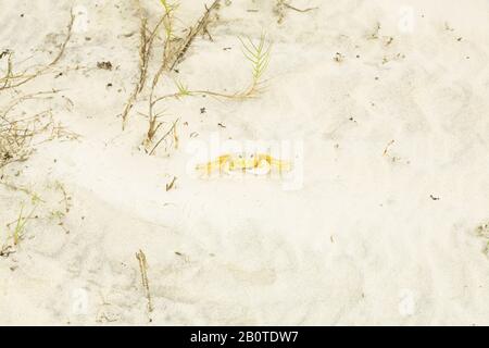 caranguejo maria-farinha (Ocypode quadrata), Crab, Canavieiras, Bahia, Brazil Stock Photo