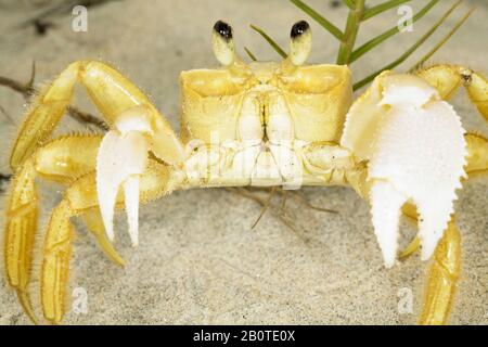 caranguejo maria-farinha (Ocypode quadrata), Crab, Canavieiras, Bahia, Brazil Stock Photo