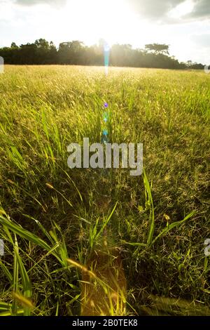 Campo com capim-mimoso (Axonopus purpusii), Poaceae, Landscape, Corumbá, Mato Grosso do Sul, Brazil Stock Photo