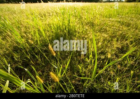 Campo com capim-mimoso (Axonopus purpusii), Poaceae, Field with Grass-delicate, Corumbá, Mato Grosso do Sul, Brazil Stock Photo
