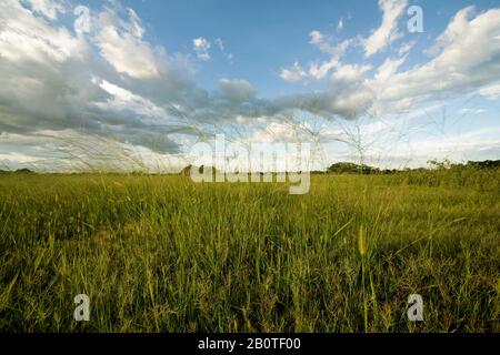 Campo com capim-mimoso (Axonopus purpusii), Poaceae, Field with Grass-delicate, Corumbá, Mato Grosso do Sul, Brazil Stock Photo