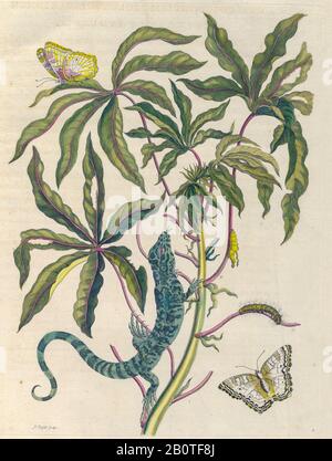 Plant and butterfly from Metamorphosis insectorum Surinamensium (Surinam insects) a hand coloured 18th century Book by Maria Sibylla Merian published in Amsterdam in 1719