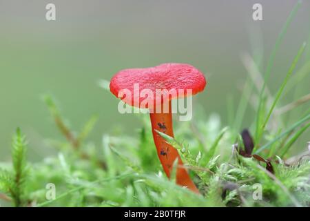 Hygrocybe coccinea, known as the scarlet hood, scarlet waxcap or righteous red waxy cap, wild edible mushrooms from Finland Stock Photo