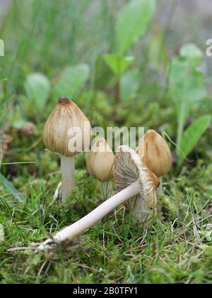 Inocybe rimosa, known as torn fibercap or split fibercap, poisonous mushroom from Finland Stock Photo