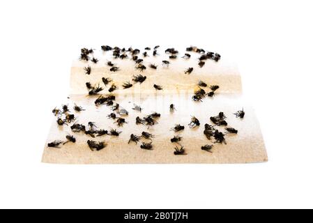 Sticky fly trap Stock Photo - Alamy