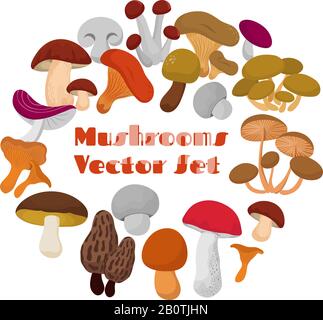 Delicacies fresh edible mushrooms vector set. Mushrooms of collection in round form illustration Stock Vector