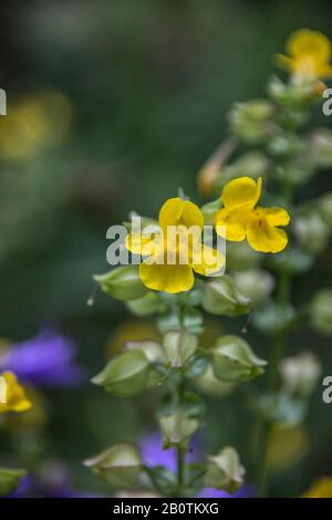 Snapdragon Reproduction Large Snapdragon, Antirrhinum majus, Garden Snapdragon, Historical ...