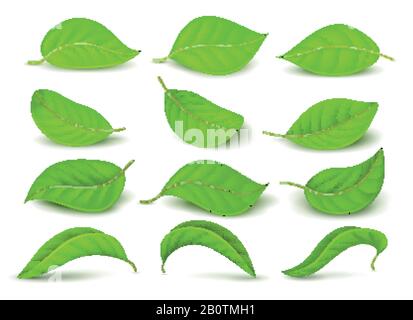 Realistic green tea leaves with water drops isolated on white vector set. Green tea leaf, natural freshness illustration Stock Vector
