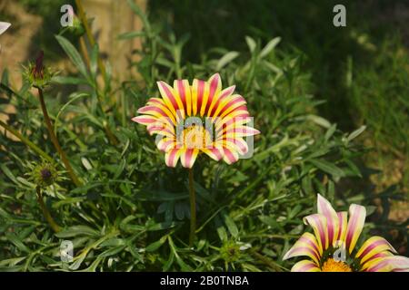 Close up of a beautiful gazania big kiss white flame ( Treasure Flower),  Gazania rigens flowers, south African daisies growing in the garden in India Stock Photo