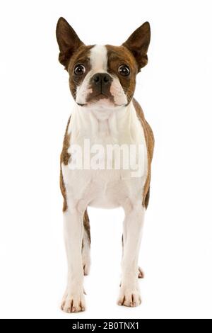 Boston Terrier, Dog against white Background Stock Photo - Alamy