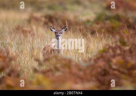 Red deer hind in Applecross, Scotland. Stock Photo