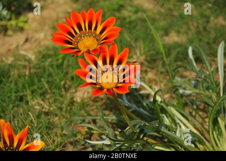 Close up of a beautiful red Gazania rigens flowers, south African daisies growing in the garden in india, selective focusing Stock Photo