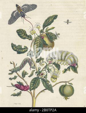 Plant and butterfly from Metamorphosis insectorum Surinamensium (Surinam insects) a hand coloured 18th century Book by Maria Sibylla Merian published in Amsterdam in 1719