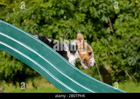Wire-Haired Fox Terrier, Pup Playing on Slide Stock Photo