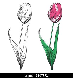 Tulip silhouette and colorful sample isolated on white background. Beauty classic colored flowers. Vector illustration Stock Vector