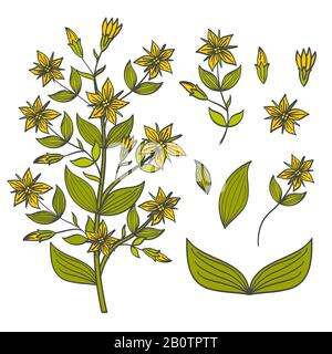 Colorful tutsan isolated on white background - buds, flowers and leaves of tutsan. Blossom flower bright, vector illustration Stock Vector