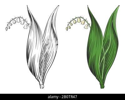 May-lily silhouette and colorful sample isolated on white background. Beautiful bouquet decoration, vector illustration Stock Vector