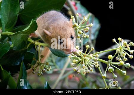 Common Dormouse, muscardinus avellanarius, Normandy Stock Photo