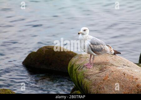 Seagull sitting on a rock by a body of water, Germany, Europe Stock Photo