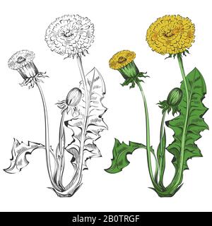 Dandelion silhouette and colorful sample isolated on white background. Flora dandelion for art decoration design, vector illustration Stock Vector