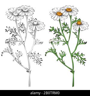 Chamomile silhouette and colorful isolated on white background. Blossom nature floral, vector illustration Stock Vector