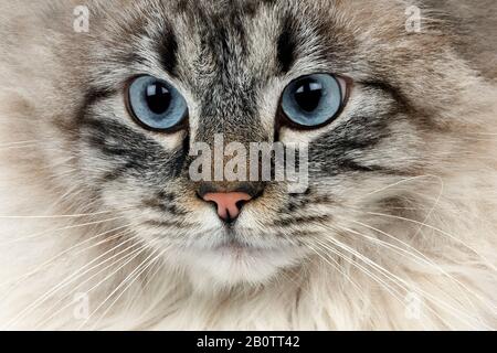 Seal Tabby Point Neva Masquerade Siberian Domestic Cat, Male Stock Photo