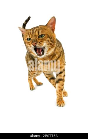 Brown Spotted Tabby Bengal Domestic Cat, Snarling against White Background Stock Photo