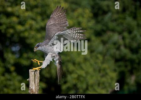 Goshawk, accipiter gentilis, Adult in Flight, Landing on Post Stock Photo