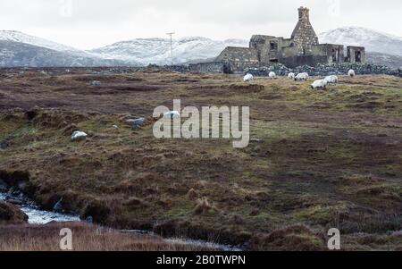Outer Hebrides Scotland, high in the hills on the Isle of Lewis sheep are grazing in mid-December by the remains of an old farmhouse. Stock Photo