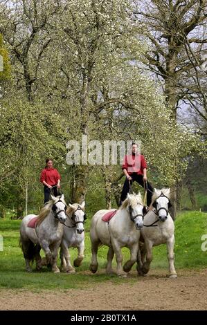 Percheron Draft Horses, a French Breed, Training for Equestrian Show Stock Photo