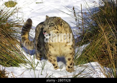 Snow Leopard or Ounce, uncia uncia,   Standing in Snow Stock Photo