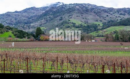 Napa Valley during the winter. The vine, looks like a haze soaring above the ground, which is preparing to fall asleep before spring! Stock Photo