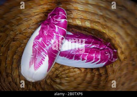 studio lightbrush shot of chicory Treviso in wicker basket Stock Photo